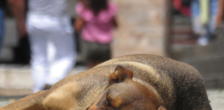 por-que-el-27-de-julio-se-conmemora-el-dia-del-perro-callejero