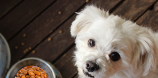 los-perros-pueden-comer-frijoles