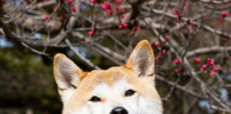 como-es-tener-perros-en-japon