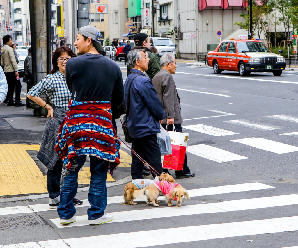 como-es-tener-perros-en-japon