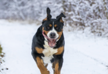 halterofilia-los-perros-mas-fuertes-del-mundo