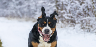 halterofilia-los-perros-mas-fuertes-del-mundo
