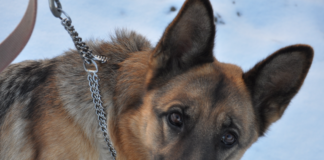 sismo-en-alaska-los-perros-sienten-los-temblores