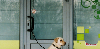 como-afectara-a-tu-mascota-el-regreso-a-clases-presenciales