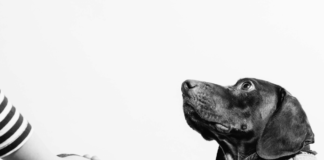 dia-de-la-amistad-el-perro-el-mejor-amigo