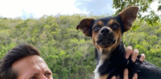 capitania-en-juego-los-perros-mas-famosos-de-republica-dominicana
