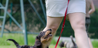 como-educar-a-tu-perro-con-exito