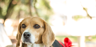 cuanto-dura-el-embarazo-canino