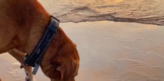 Solovino-el-perrito-que-cuida-tortugas-recién-nacidas