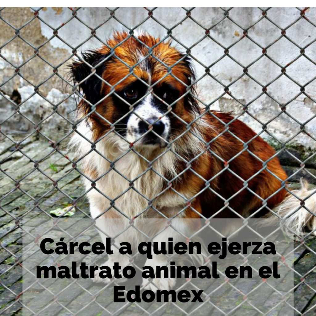 https://perrhijos.com.mx/carcel-a-quien-ejerza-maltrato-animal-en-el-edomex/
