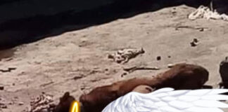 justicia-para-silver-perro-asesinado-por-su-familia