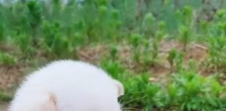 gallo-se-ha-convertido-en-el-nuevo-papá-de-una-camada-de-perrhijos