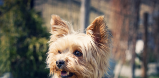 perro-yorkie-todo-lo-que-necesitas-saber-de-la-raza