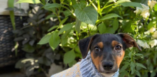 tom-daley-crea-sueteres-para-perros-hechos-por-el-mismo