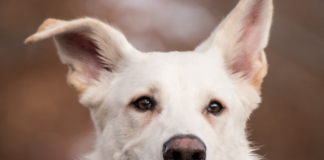 cual-es-el-nombre-cientifico-del-perro