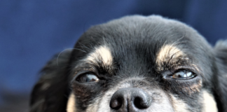 por-que-mi-perro-tiene-muchas-laganas