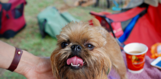 por-que-a-los-perros-se-les-cae-el-pelo