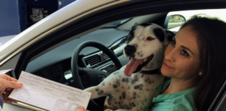 como-viajar-con-los-perros-en-carretera
