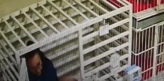 medico-veterinaria-lee-cuentos-a-un-perrito-recien-operado