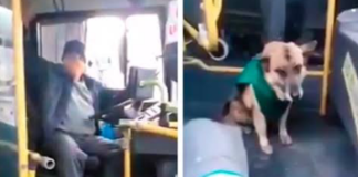 choferes-de-autobuses-adoptan-perritos-callejeros
