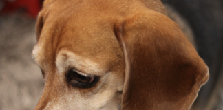 hepatitis-en-perros-como-detectarla