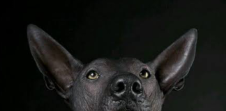 los-aztecas-y-su-relacion-con-el-xoloitzcuintle