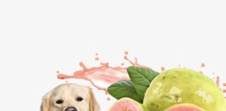 los-perros-pueden-comer-guayaba