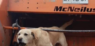 perrito-recolector-de-basura-se-equivoca-de-camion