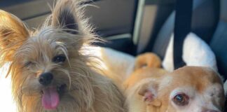 Eiza-Gonzalez-perritos