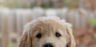 golden-patitas-entrelazadas