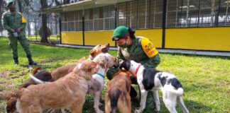 Los-Perritos-de-Santa-Lucía