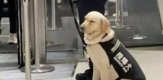 guardia-de-seguridad-dormido