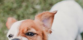 qué-fruta-puede-comer-mi-perro