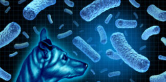 probióticos-bacterias-beneficas-para-tus-perrhijos
