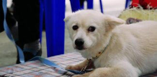 Perrhijo-Baekgu-perro-honorifico