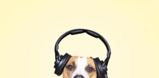 efectos-de-pirotecnia-en-perros