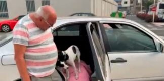 pedro-se-niega-a-dejar-a-su-perrhijo