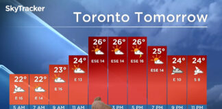 Storm-el-perrhijo-del-clima