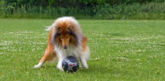 estadio-petfriendly