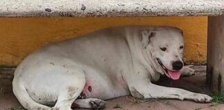 Bethoveen-perrito-pueblo