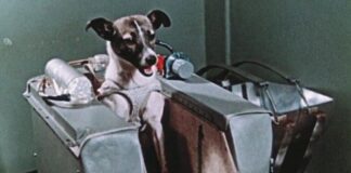 Laika