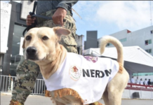 nerón