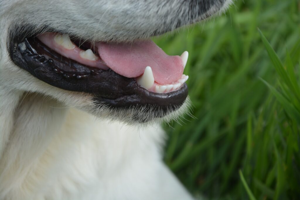 dientes