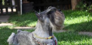 pelo schnauzer