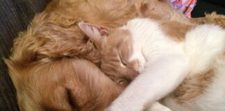 perros y gatos