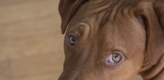 pitbull
