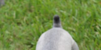 schnauzer