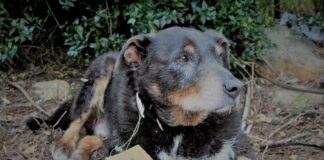 perrito-anciano-heore