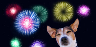 perros y pirotecnia