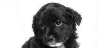 sintomas-parvovirus-cachorros